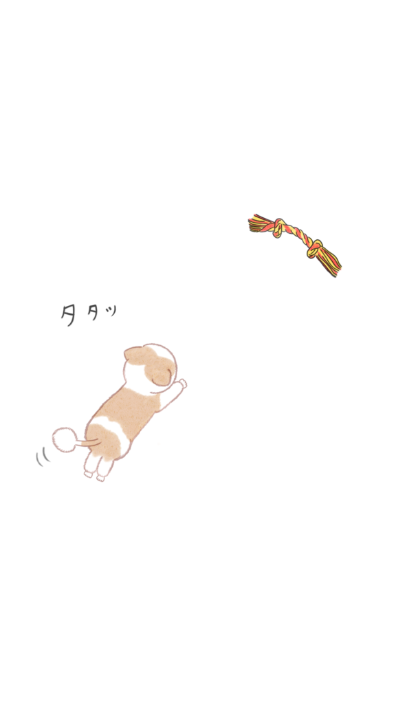 犬用縄おもちゃを目がけて走る愛犬ぱっちゃん